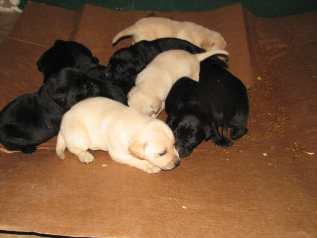 Hope's pups